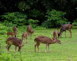 The park is the best place to take a look on a variety of flora and fauna.  It provides you an opportunity to take a close look at over 1000 plant spe